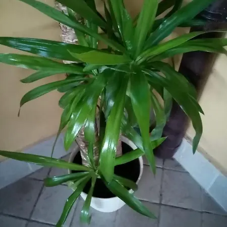 Bed and breakfast La Cupella 3*